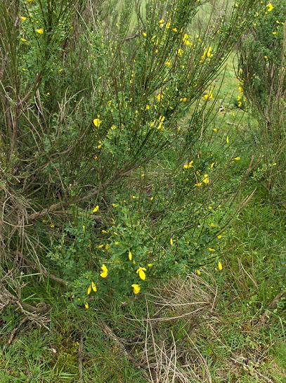 Cytisus scoparius / Citiso scopario